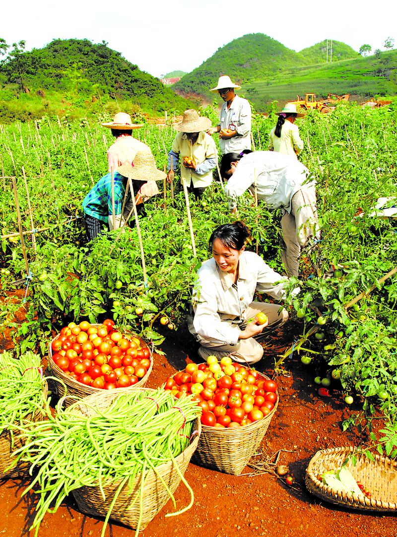 當(dāng)?shù)剞r(nóng)民在中鋁廣西分公司復(fù)墾后的土地上喜摘豐收的果實(shí)。