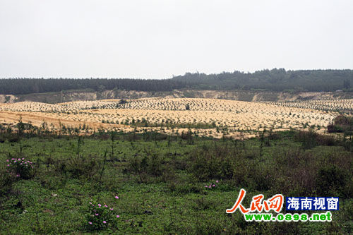 文昌開采鈦礦已經(jīng)有多年，目前中國每年鈦材年需求量在二點五至三萬噸，而國內(nèi)年鈦產(chǎn)量只有一千五百至兩千噸，市場缺口巨大。在國內(nèi)市場上，一噸鈦金屬粉的價格是六十萬元人民幣，國際市場更高達每噸八十萬美元。正是因為鈦礦的極大利潤，才讓很多人對挖采鈦礦趨之若鶩。