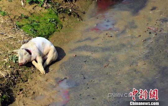 沿村溪步行不到500米，就見溪邊和溪中淺灘處散落著4頭死豬，而溪流中隨處可見令人恐懼的“紅蟲”（圖紅色處）。