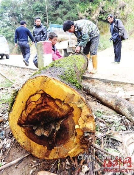 被砍的樹木被村民追回。