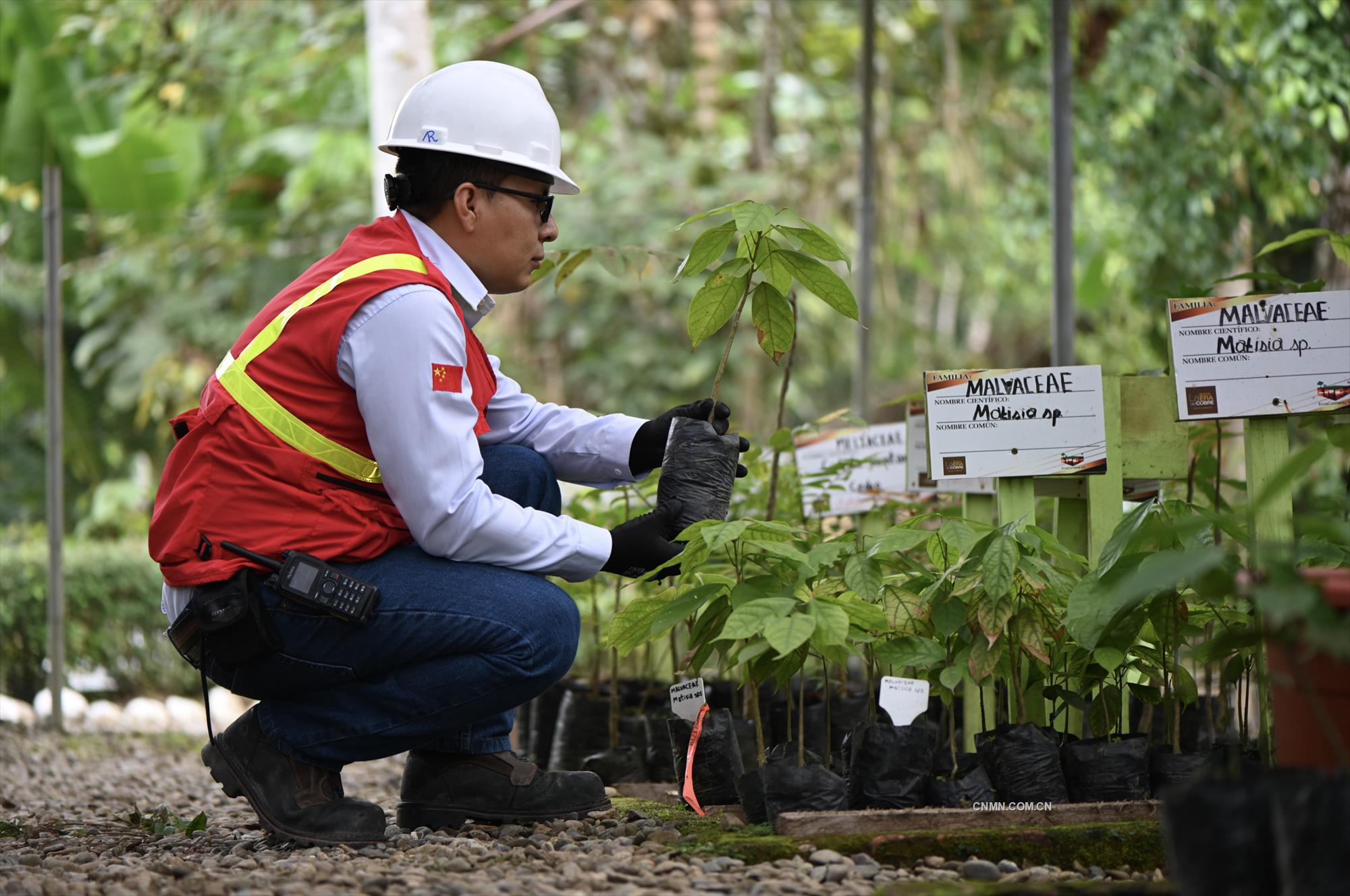 米拉多銅礦員工將稀有的植物移種到植物園。