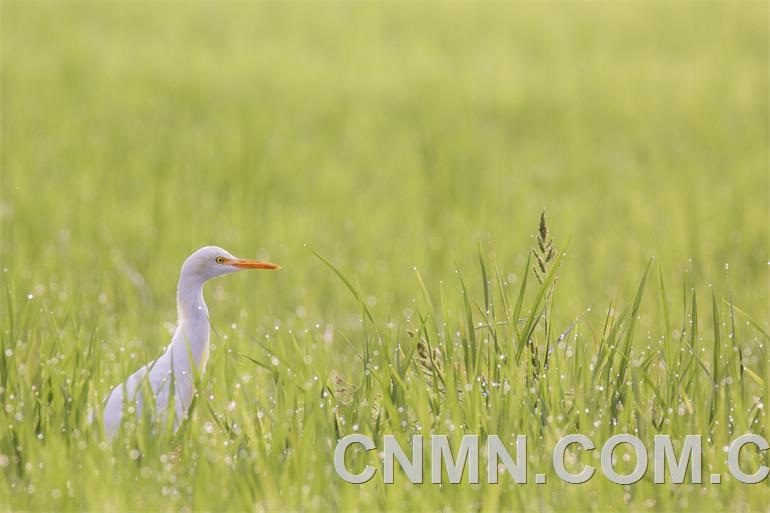 （如果只用三張圖就去掉這張）做客拉米卡的白鷺egret visitor at lamika mining site?